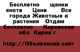 Бесплатно !!! щенки енота!! › Цена ­ 1 - Все города Животные и растения » Отдам бесплатно   . Кировская обл.,Киров г.